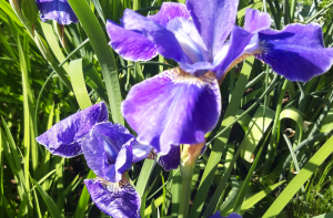 Irises