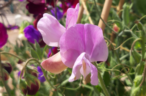 Sweet peas