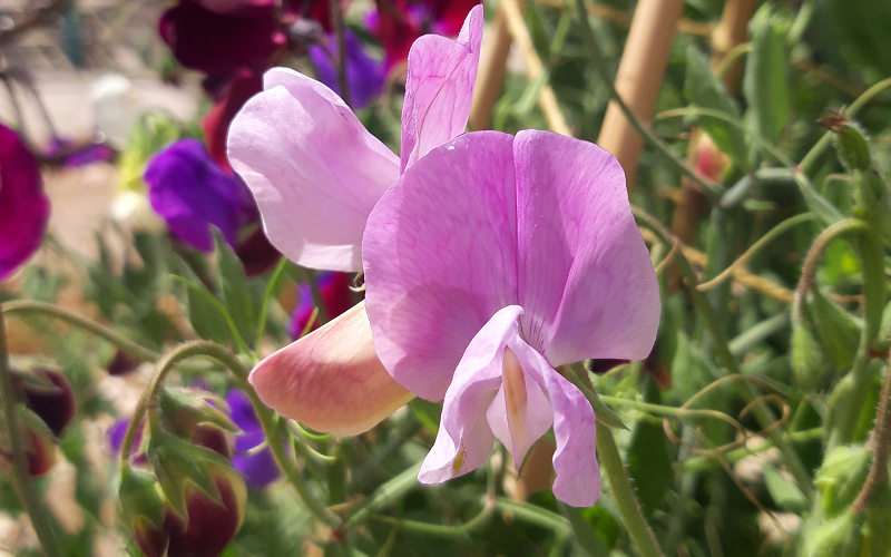 Sweet peas